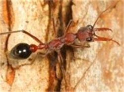 Ants | Termigon Pest Control PERTH